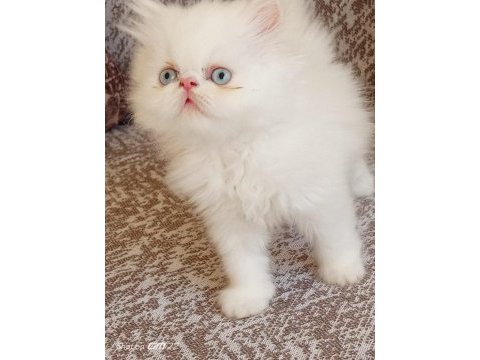 Güzel bir dişi bebek chinchilla