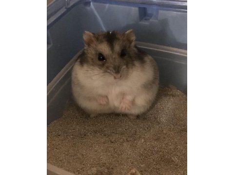 Hamster gonzales yavrularımız heryere gönderim