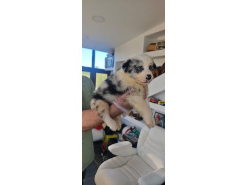 Orjinal border collie yavrularımız