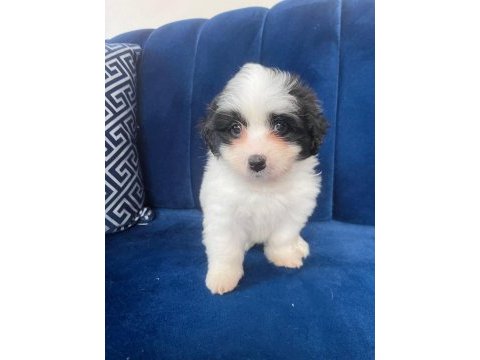 Terrier bebek köpekler