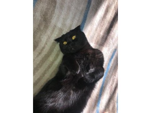 Ömürlük yuva arıyoruz scottish fold