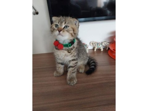 Scottish fold bebeğimiz