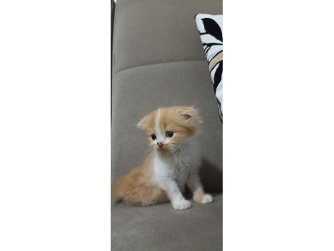 Scottish fold erkek 1 aylık
