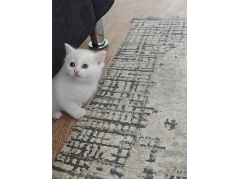 Siyam kedisi yavruları