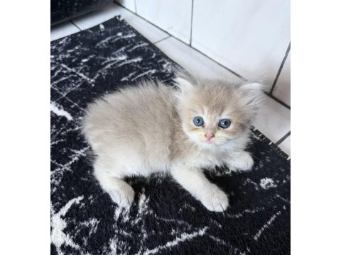 Üst düzey safkan british golden bebekler