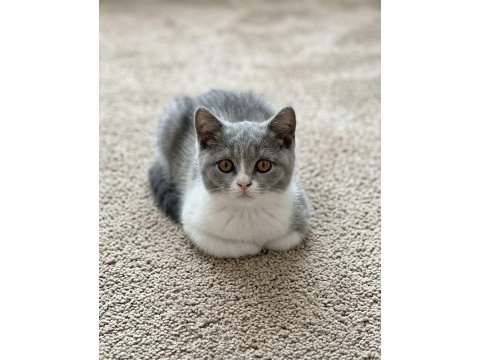 Muhteşem british shorthair blue bicolor dişi yavrular