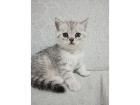 1.5 aylık yavru british shorthair