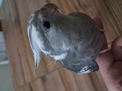 Ele alısık bebek sultanlar