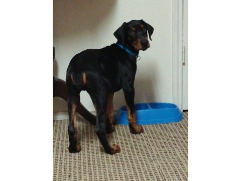 Koyu maske doberman eğitim destekli