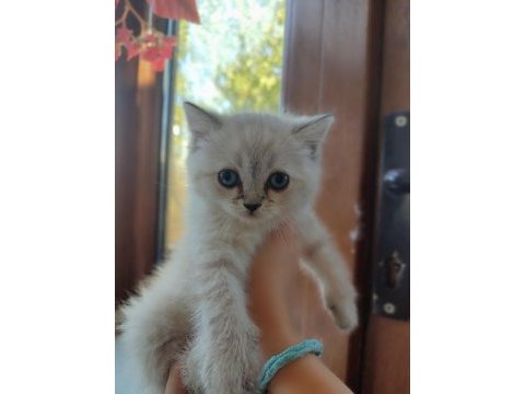 3 aylık british shorthair yavrularımız