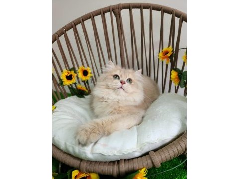 Show kalite safkan brıtısh longhaır lilac golden yavrular