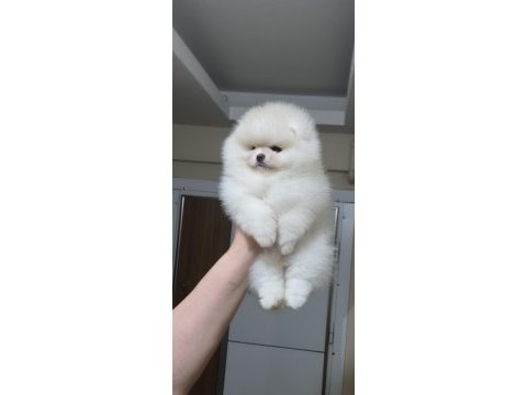 Üst kalite ayı surat pomeranian boo (dişi)