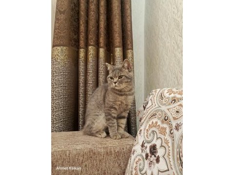 British longhair 5 aylık kedimiz