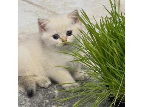 British shorthair yavruları 
