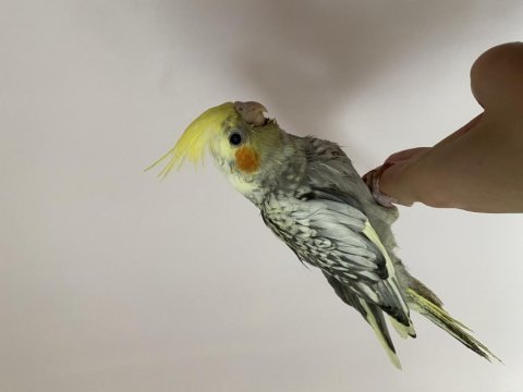 El besleme evcil sultan papağanı yavrular