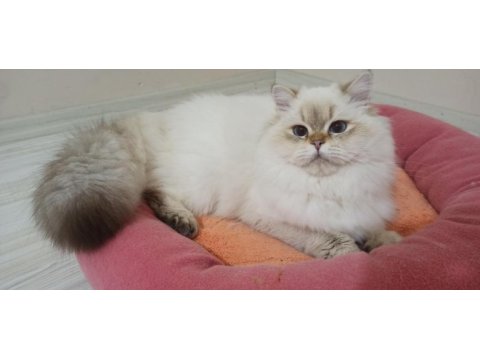 16 aylık aktif şecereli british longhair