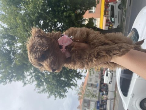 Dişi maltipoo