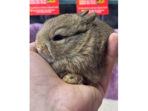 Cüce netherland dwarf tavşan yavrularımız