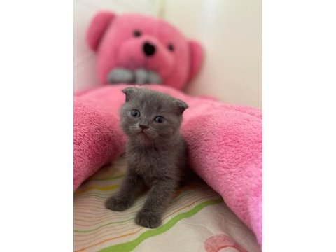 British shorthair ve scottish fold yavrularımız
