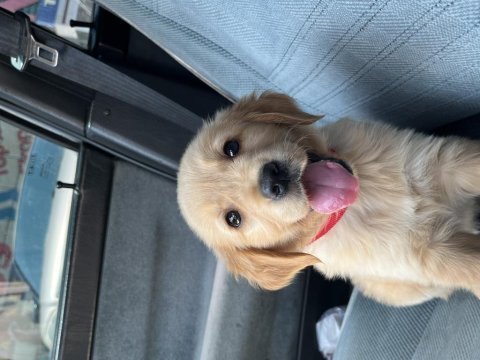 2 aylık baby face safkan golden retriever