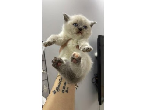 British shorthair yavruları