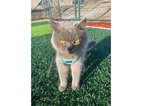 1 yaşında british shorthair gri