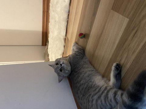 Ücretsiz sahiplendirme 8 aylık kedimiz