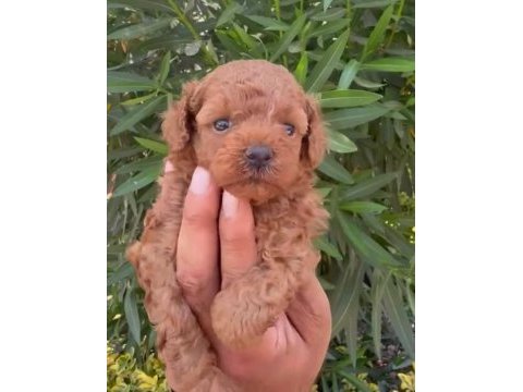 Dunya tatlısı poodle minikler