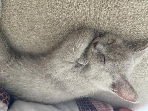 British shorthair sahiplendirme