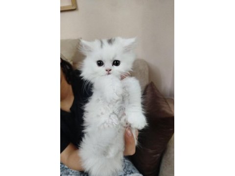 British longhair 2 aylık