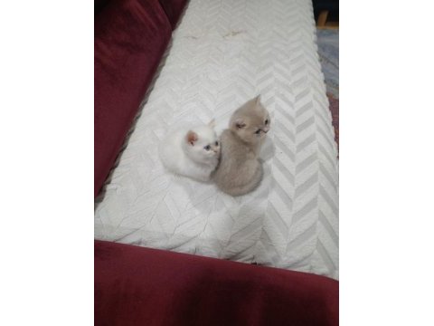 Secereli anne baba safkan british golden bebekler