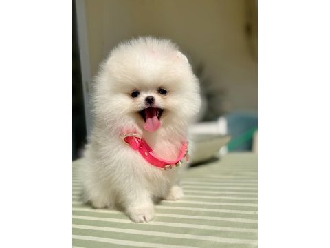 Üst düzey kalitede beyaz pomeranian dişi yavru