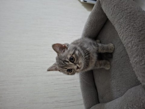 British shorthair erkek sahiplendirme