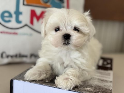 Petmode köpek çiftliğinden tea cup kore maltese