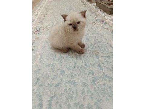 Scottish fold dişi ve erkek yavru kediler