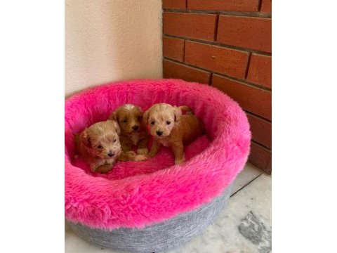 Maltipoo mini boy