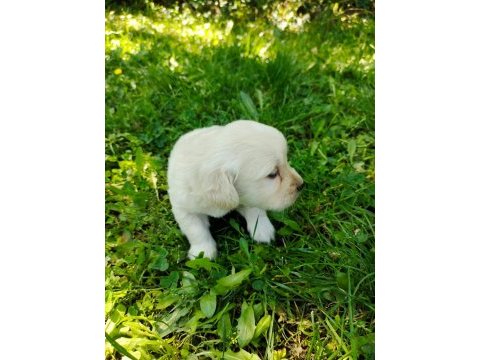 Golden retriever yavrular teslime hazır