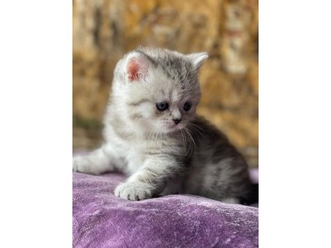 Full orjinal silver british shorthair bebek