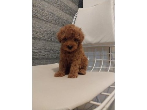 2 aylık safkan poodle