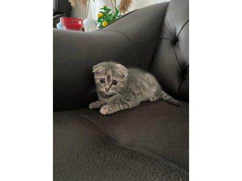 Acil scottish fold sahiplendirme