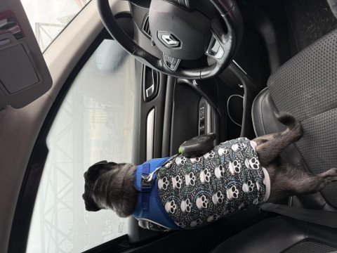 Yetişkin pug köpeği ücretsizdir