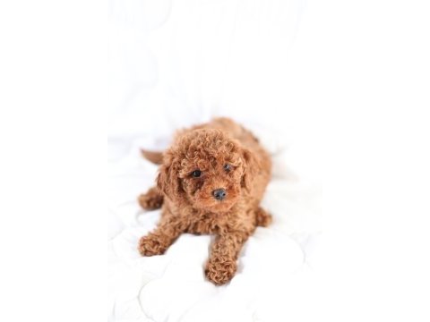 Minicik toy poodle bebekler