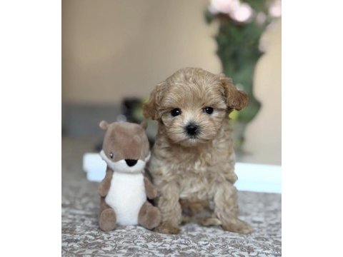 Safkan maltipoo yavruları