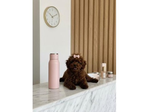 Teacup kore hatlı dişi poodle pasaportlu ve çipli
