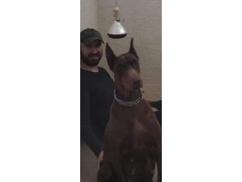 2.5 aylık dişi safkan doberman yavrusu