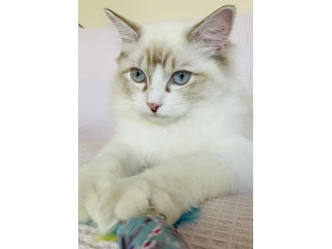 Ragdoll o bir kediden çok daha fazlası
