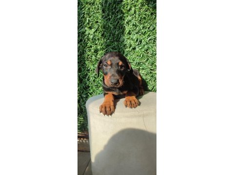 King doberman yavruları