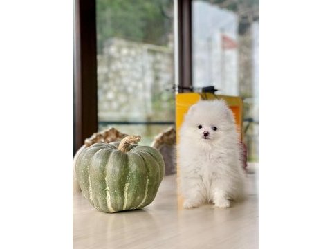 Sakarya pomeranian boo