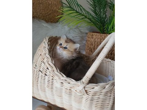 British longhair dişi