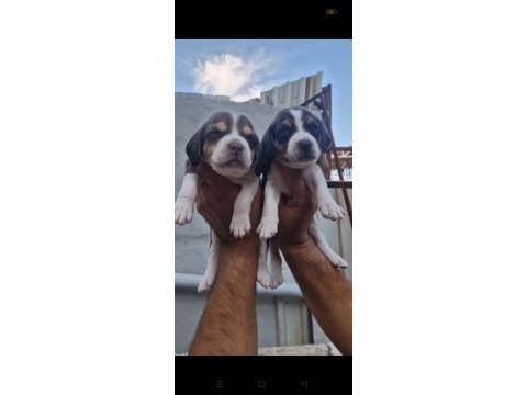 Çiftlikten beagle yavrular